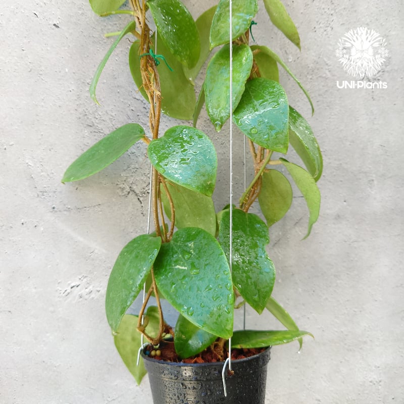 訳ありセール　レア　ホヤ　Hoya  cui silver サクララン ホヤ アルドリッチ Hoya aldrichii ホヤ植物 サクララン