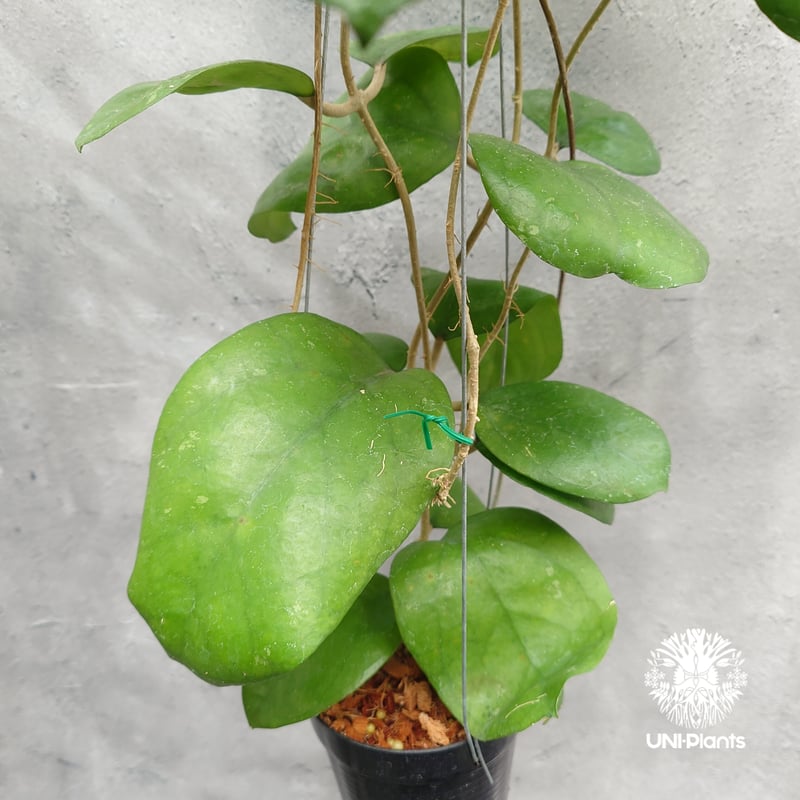Hoya Ricardo ホヤ植物 ホヤの花 希少な植物 Hoyaplants Hoya |