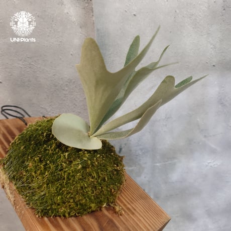 【タイ直輸入・現地選抜】Platycerium Willinckii dwarf Tatsuta,  P.Pegasus,  P.veitchii wild