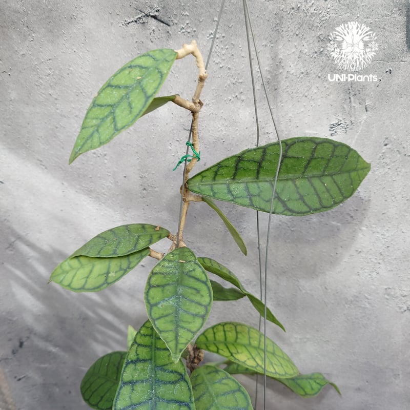 ホヤ カリストフィラ Hoya callistophylla Hoya plants ホヤ植