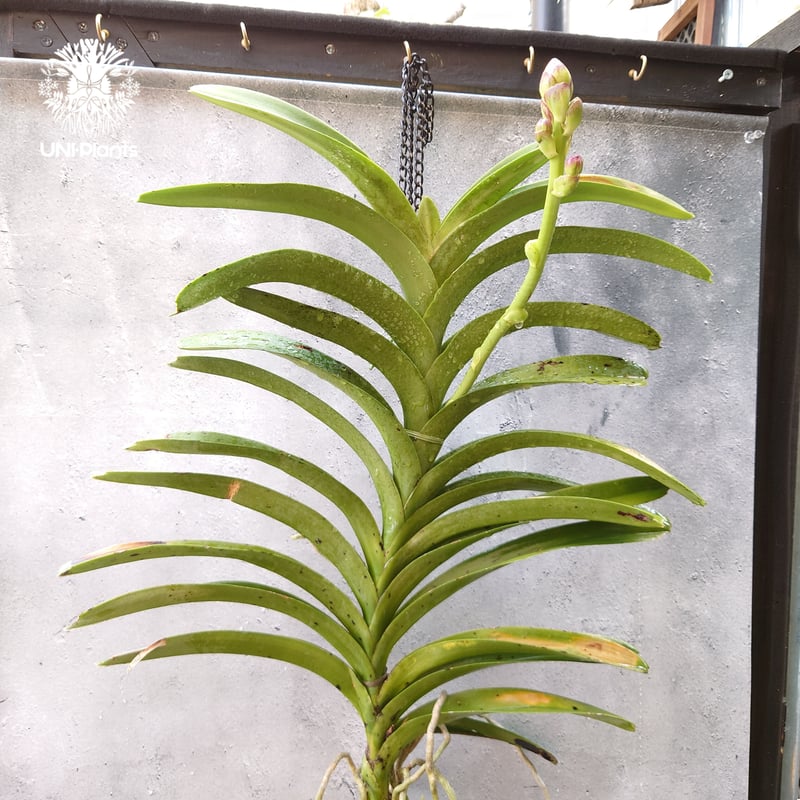 開花間近 バンダ 洋蘭 Vanda orchid 大株 ラン 蘭 花が綺麗な洋ラン
