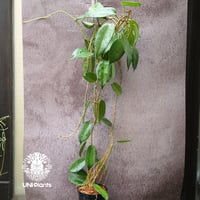 限定1株入荷 Hoya Nervosa jokul ホヤ 希少 ホヤ植物 ホヤの花 珍しい
