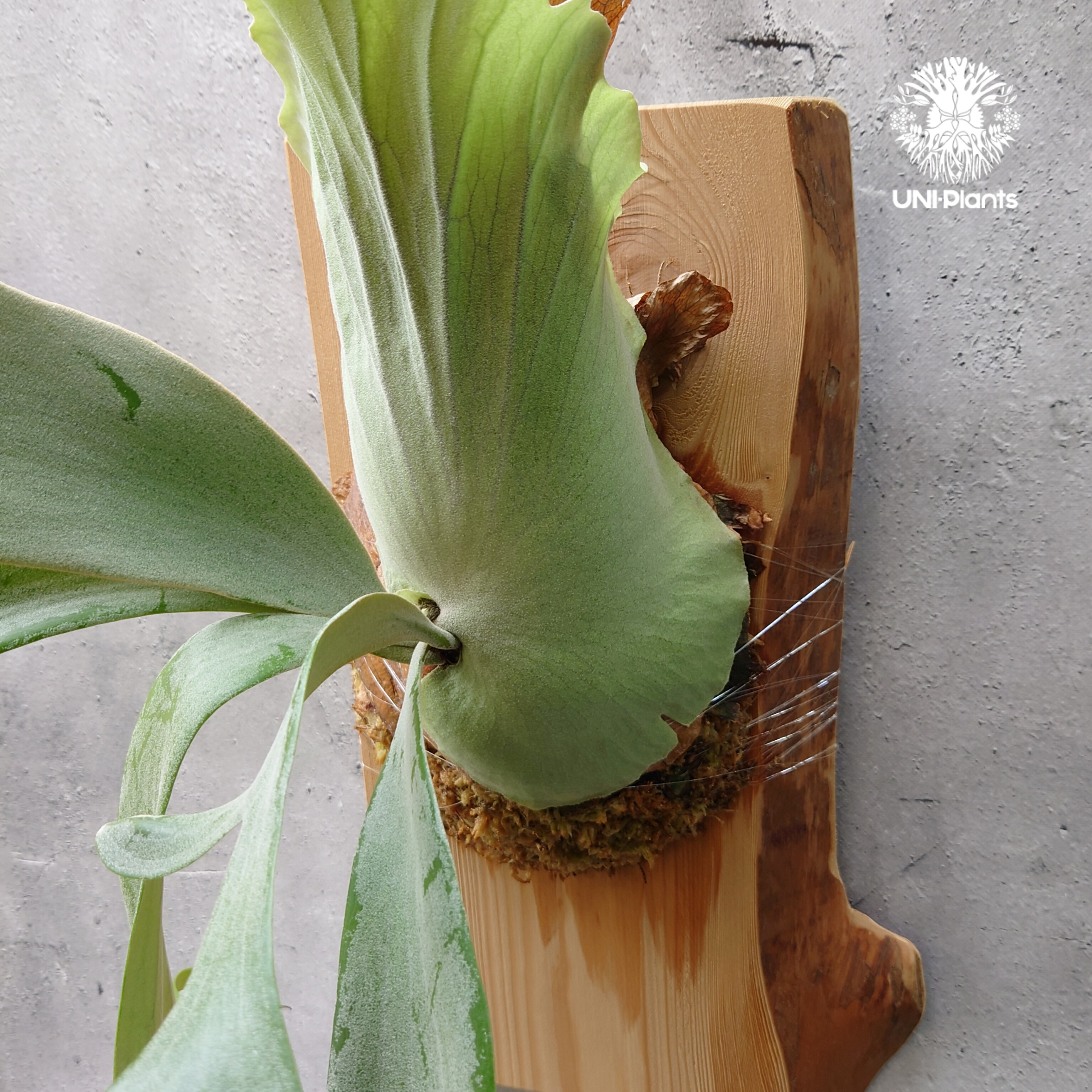 ビカクシダ ウィリンキーcv.インドネシア Platycerium willinckii cv