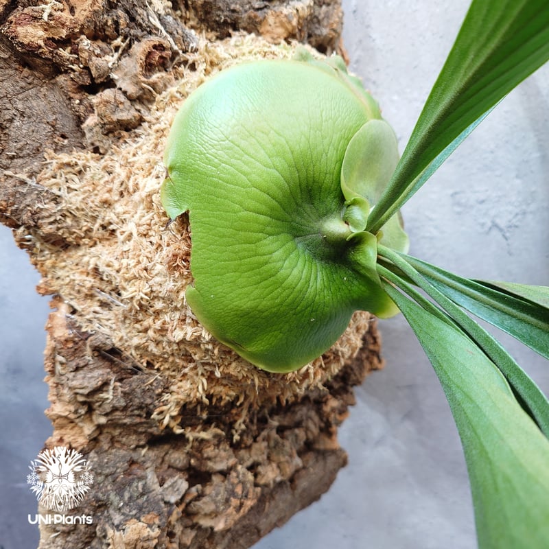 Platycerium Moose(P.hillii × P.alcicorne) ビカクシダ