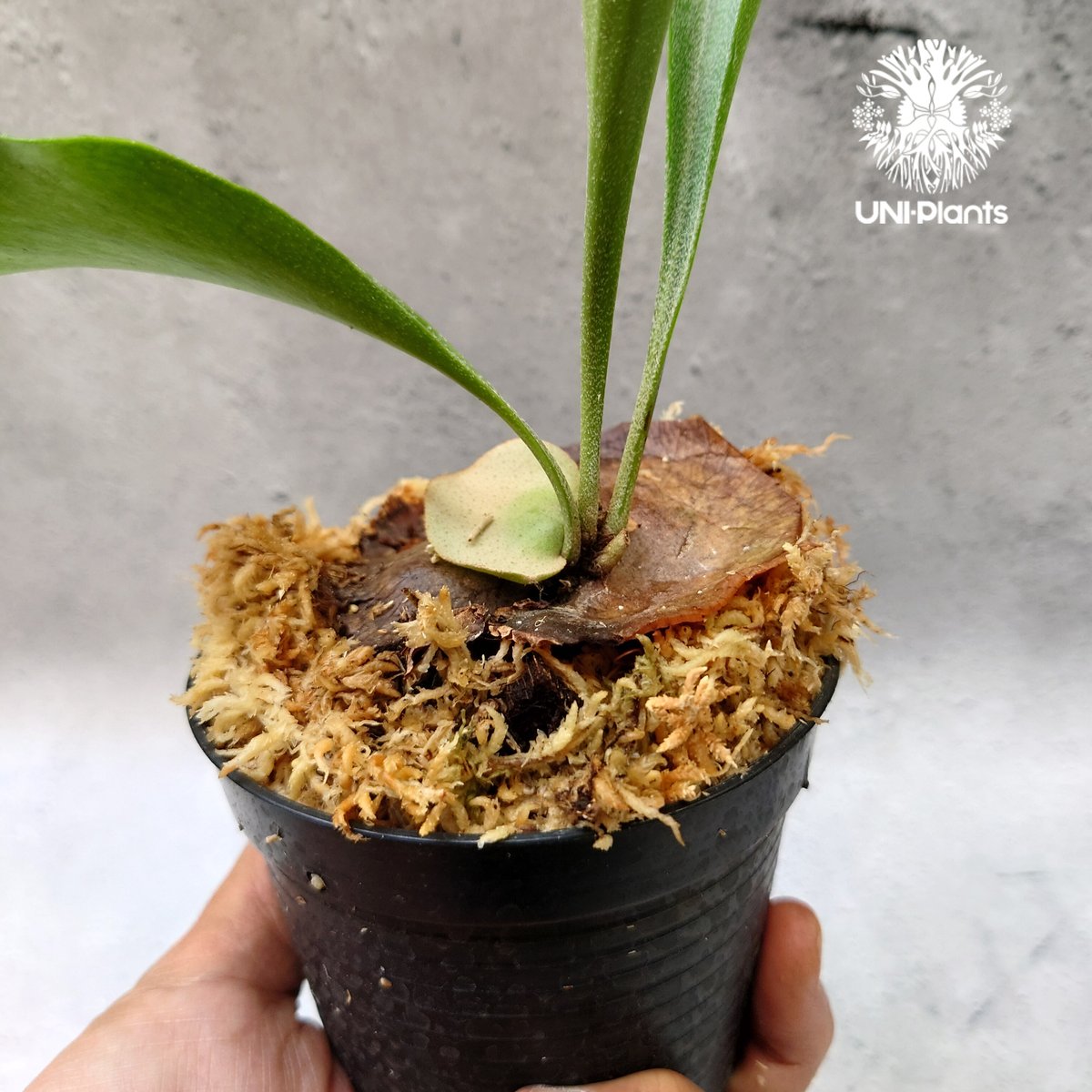 P.hillii '綴化深緑' テッカシンリョク 【希少株】 2025年最新