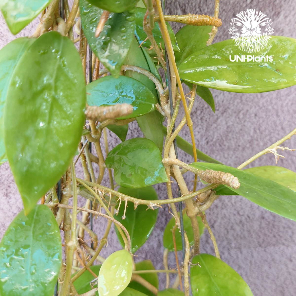 残り1株! 花座付き! Hoya mindorensis lite yellow ホヤ ミン