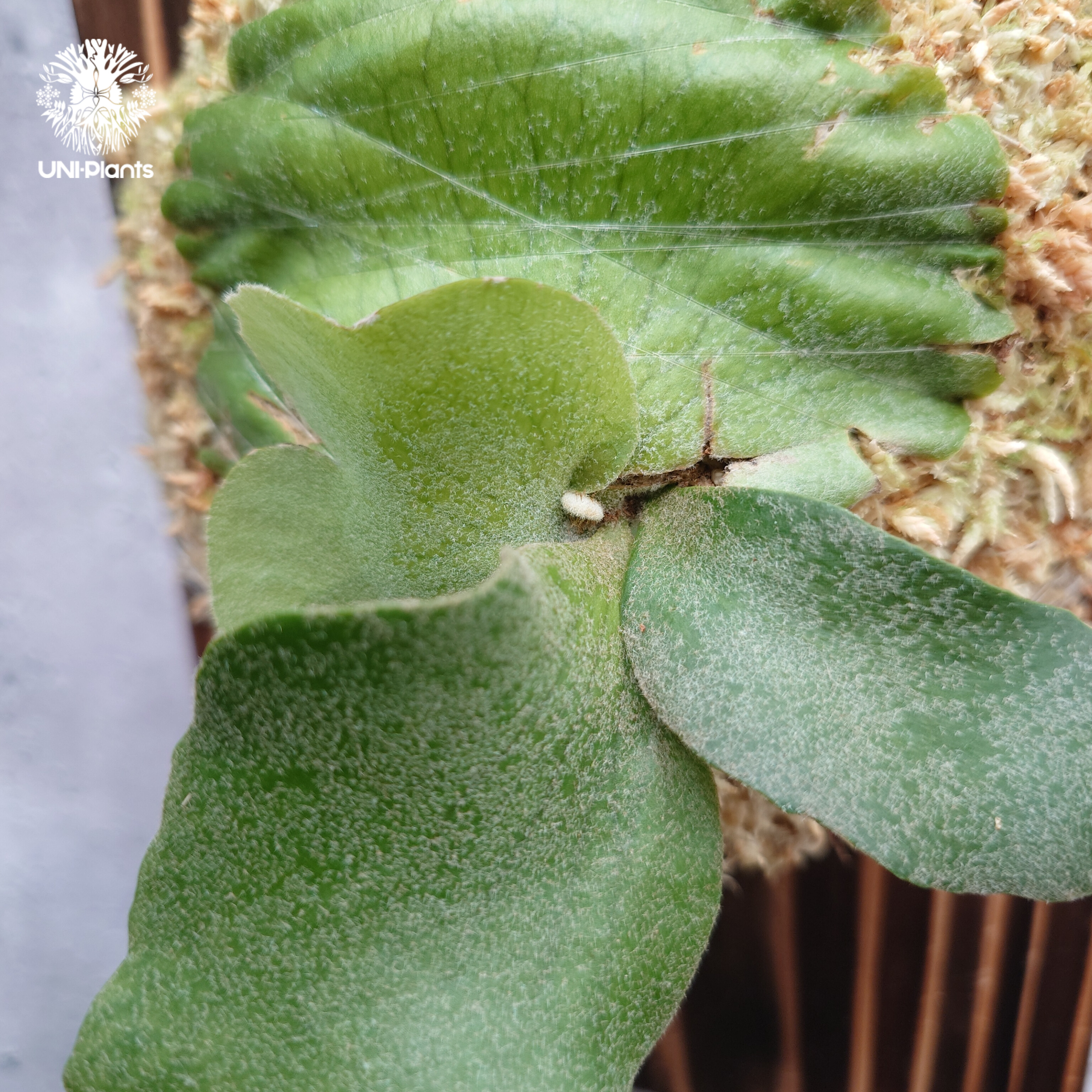 Platycerium willinckii wild cat(spore) ビカクシダ ウィ