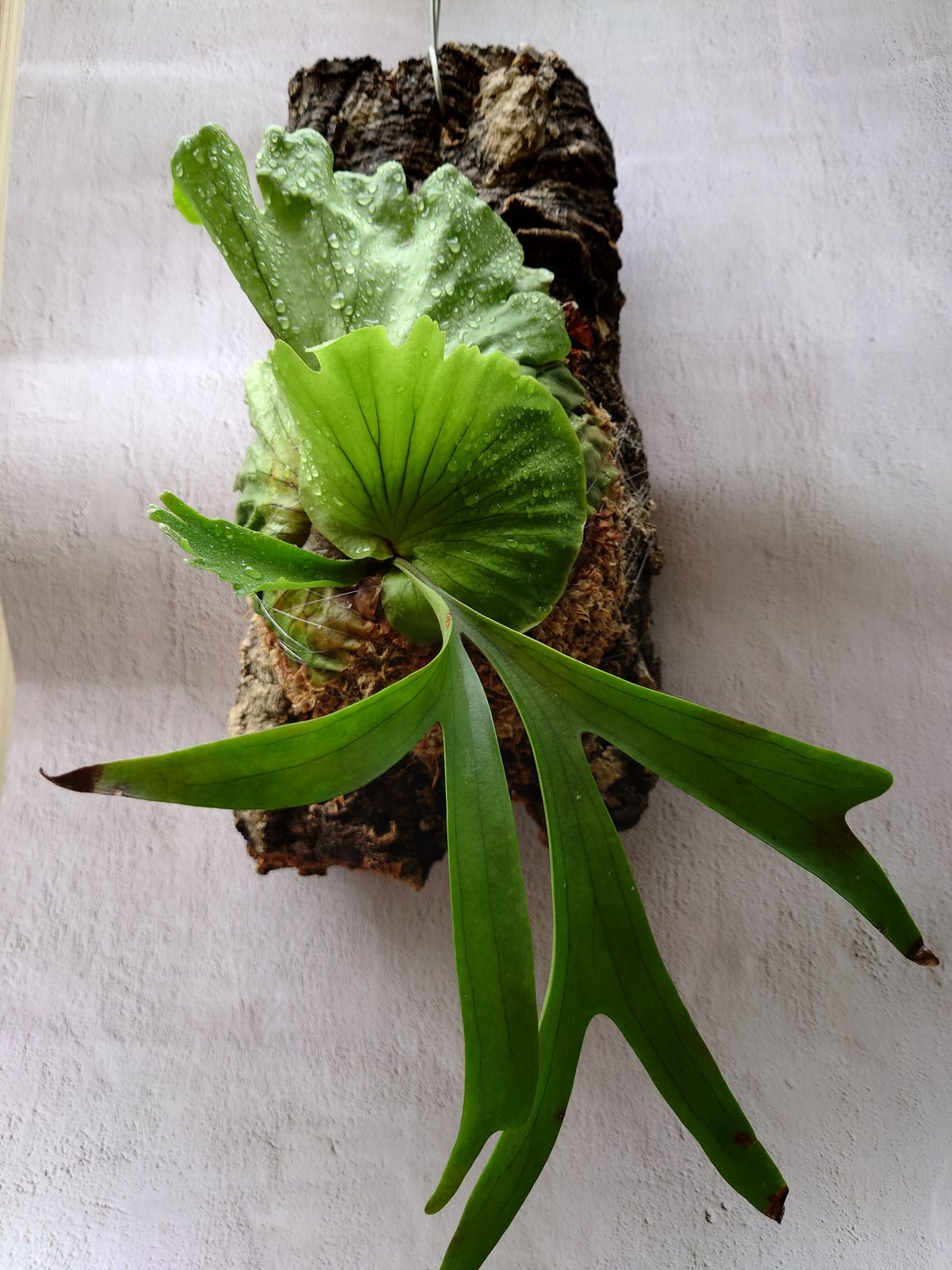 ビカクシダP. Flamenco hillii x coronarium交配種 P. hillii