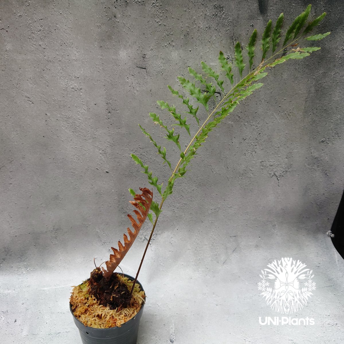 Drynaria rigidula `whitei' ドリナリア·リギデュラ'ホワイティ