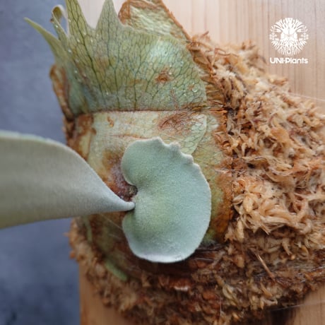 Platycerium pewchan compact ビカクシダ ピューチャン コンパクト ビカクシダウィリンキー×ビカクシダシルバーフロンド