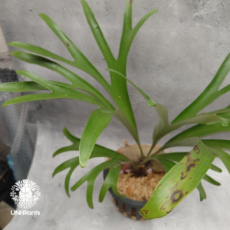 Platycerium alcicorne var.Madagascar ビカクシダ アルシコ