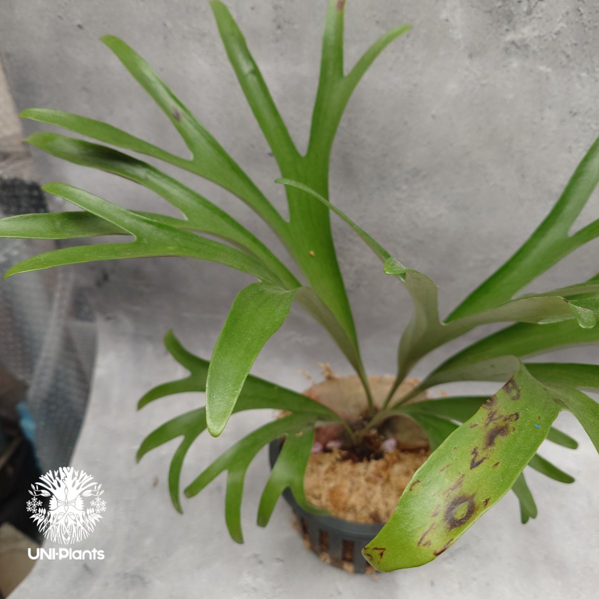 Platycerium alcicorne var.Madagascar ビカクシダ アルシコ