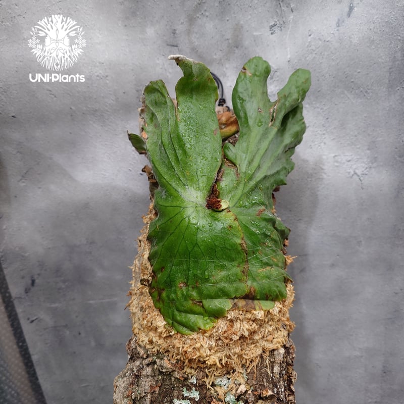 Platycerium grande ビカクシダ グランデ ビカクシダ原種 植物 シダ