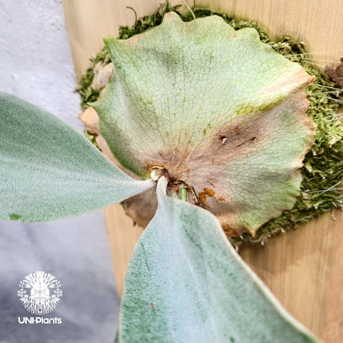 ビカクシダ　P.Saikeaw pup 中株 ビカクシダ P.Saikeaw pup 中株