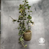 専用＊0927＊ホヤ ＊ステノフィラ Hoya stenophylla ホヤ ステノフィラ 希少 ホヤ植物 ホヤの花