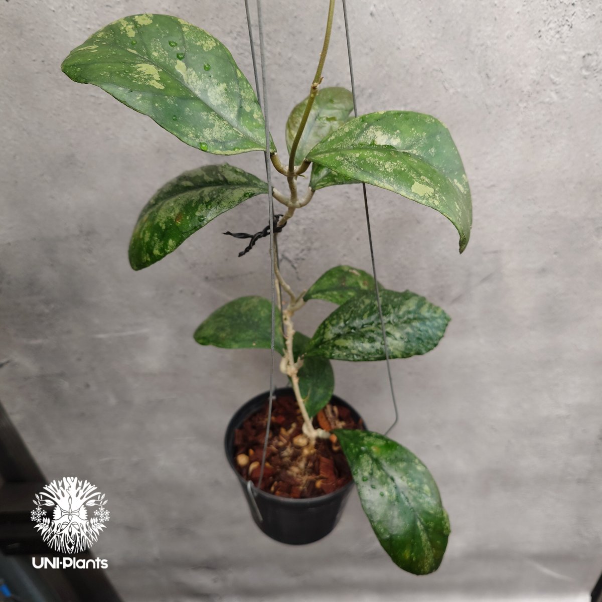 p様　HOYA2種 ACS_1521.JPG?format=1500w