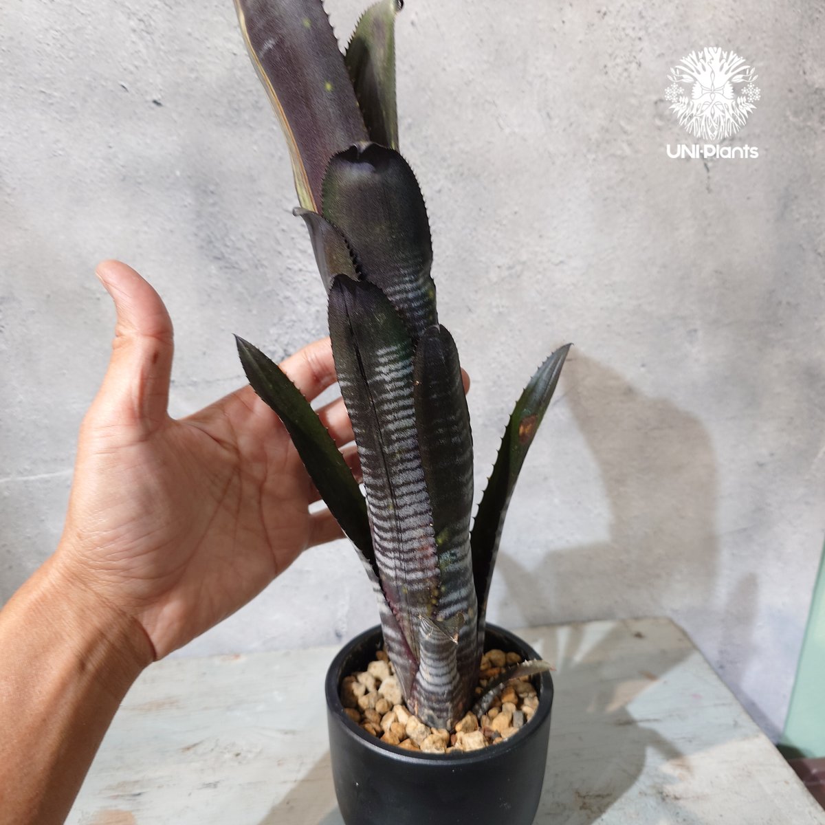 国内繁殖株・一点物】Billbergia Darth Vader ｜ビルベルギア