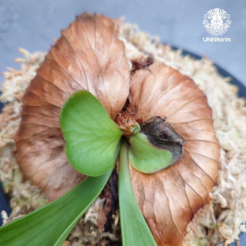 Platycerium coronarium ' Lesasha ' ビカクシダ コロナリウム