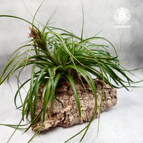 Tillandsia brachycaulos x concolor チランジア・ブラキカウロス×コンコロール Tillandsia エアープランツ エアプランツ ティランジア 着生コルクアレンジ