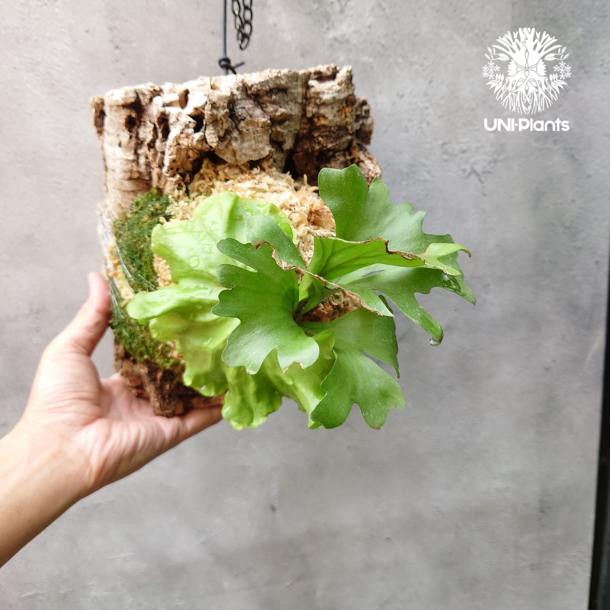 ビカクシダ リドレイ ワイドフォーム Platycerium ridleyi wide ビカクシダ リドレイ ワイドフォーム Platycerium ridleyi wide