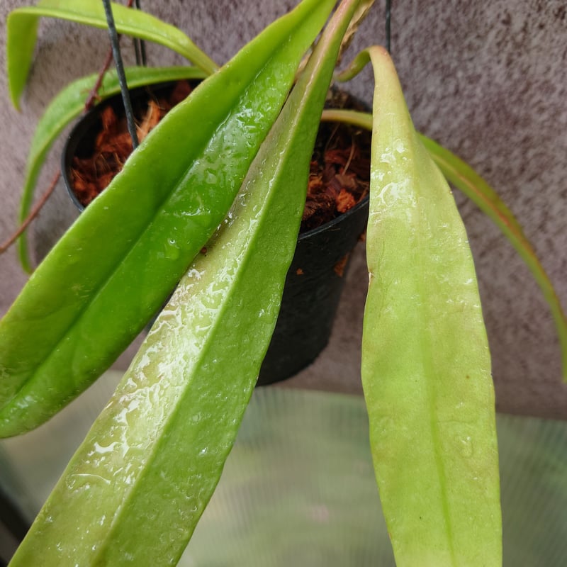 0903＊ホヤ ＊ Hoya ＊ スラウェシアナ ＊アルボマージナータ＊外斑入＊ Hoya sulawesiana ホヤ スラウェシアナ 希少なホヤ植物 限定入荷