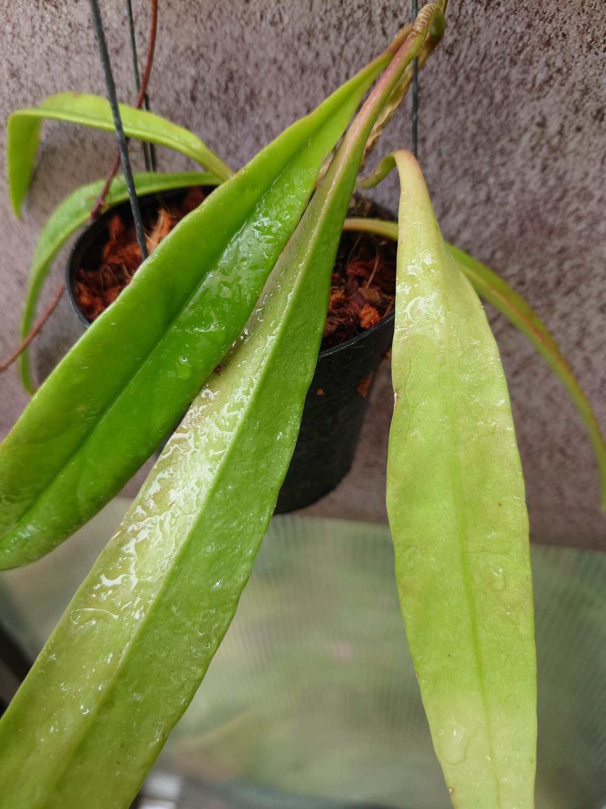 Hoya sulawesiana ホヤ スラウェシアナ 希少なホヤ植物 限定入荷