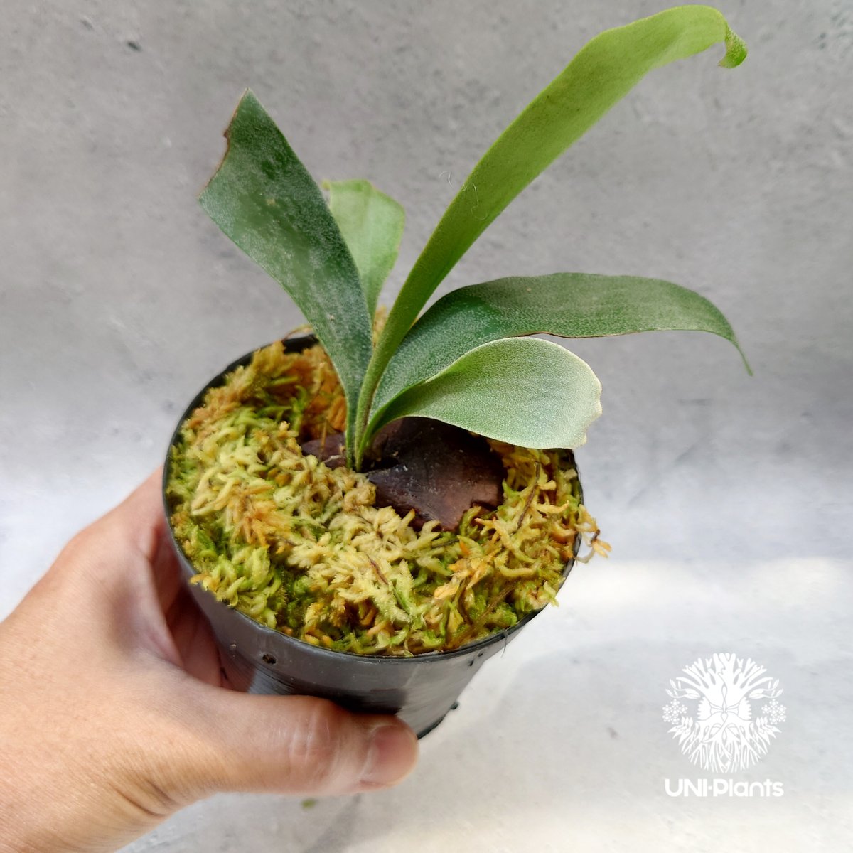 Platycerium Summer Breeze (P.Lemoinei x P.Bicor