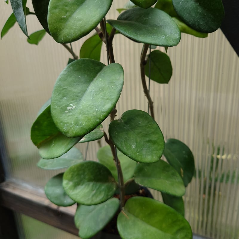 セール　レア　珍種　ホヤ　Hoya chloroleucha サクララン セール レア 珍種 ホヤ Hoya chloroleucha サクララン - メルカリ