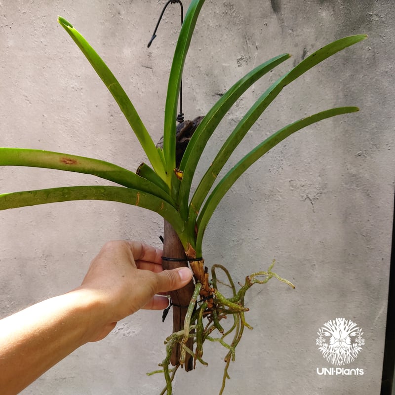 バンダ 洋蘭 Vanda orchid 流木着生 ラン 蘭 花が綺麗な洋ラン | UNI-Pl