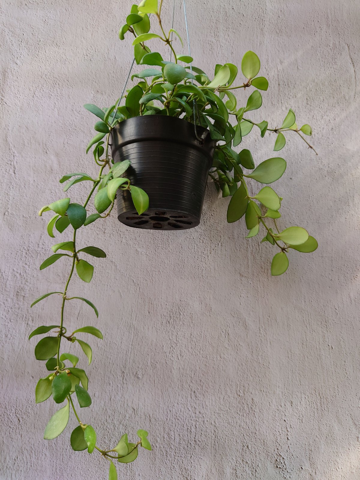 超セール　レア　ホヤ　花座つき　シナモミフォリア　サクララン 怪奇植物　中苗 超セール レア ホヤ 花座つき シナモミフォリア サクララン 怪奇