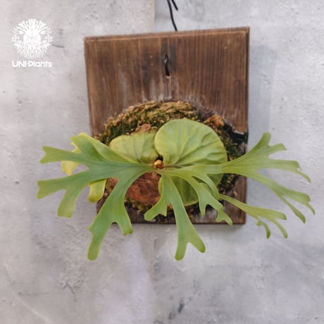 【国内繁殖株・一点物】Platycerium ridleyi | ビカクシダ リドレイ｜ビカクシダ原種｜Platycerium