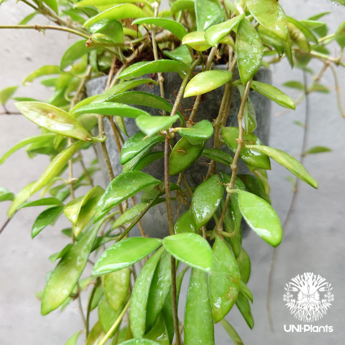 ホヤ ケンティアナ ミニ Hoya kentiana mini ホヤ植物 植物 Hoya