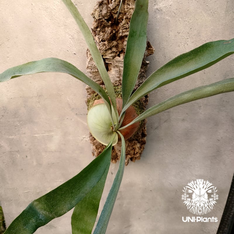 ビカクシダ ビフルカツム Platycerium bifurcatum コウモリラン