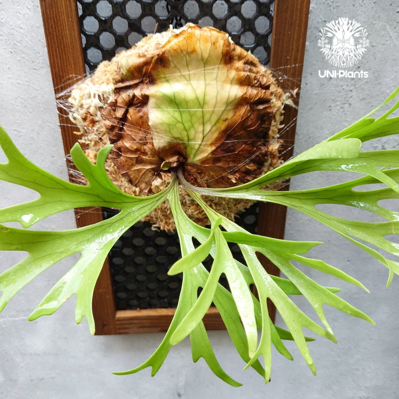初入荷! ビカクシダ キッチャクード シンリーフ Platycerium mt