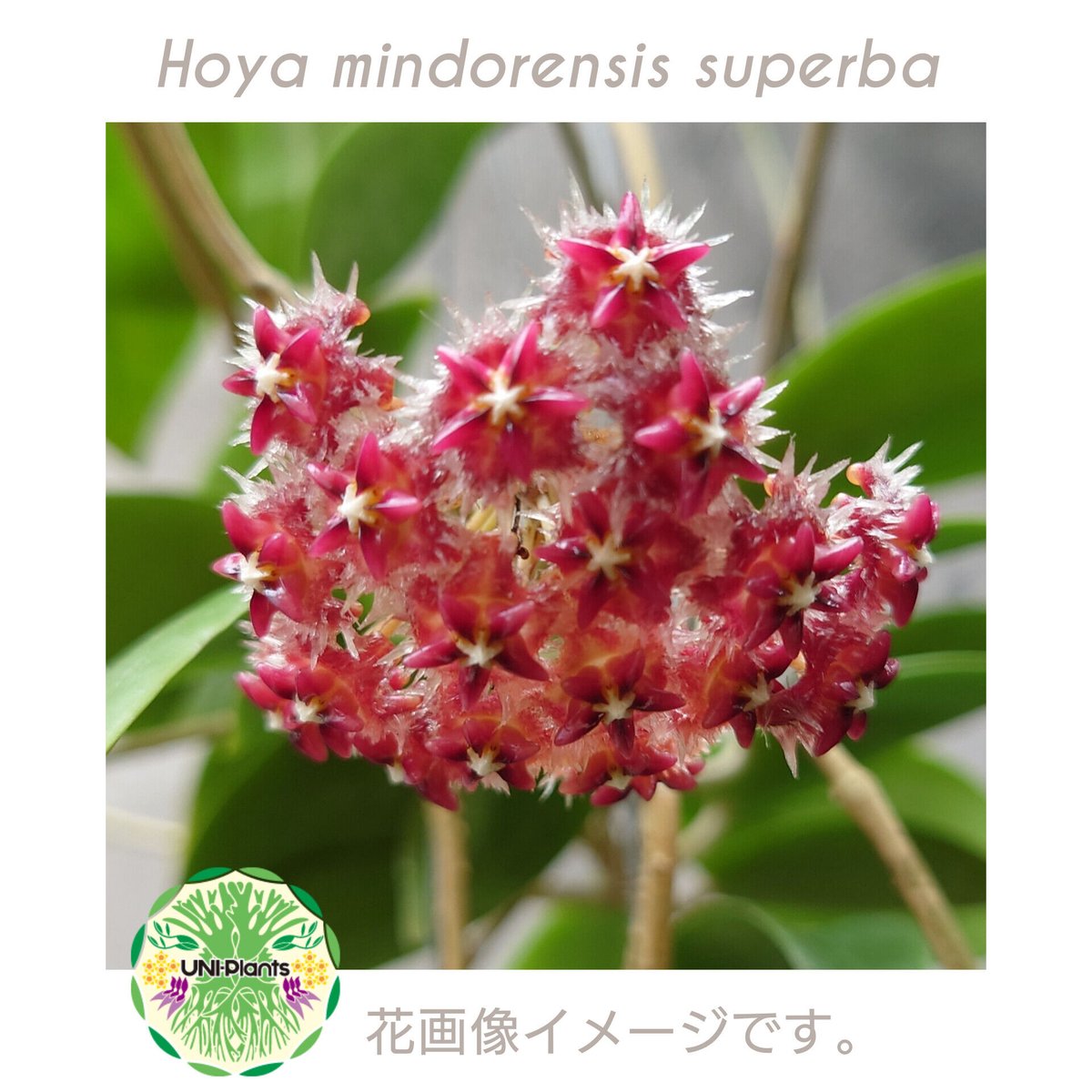 開花中 希少! Hoya mindorensis superba ホヤミンドレンシス スパー