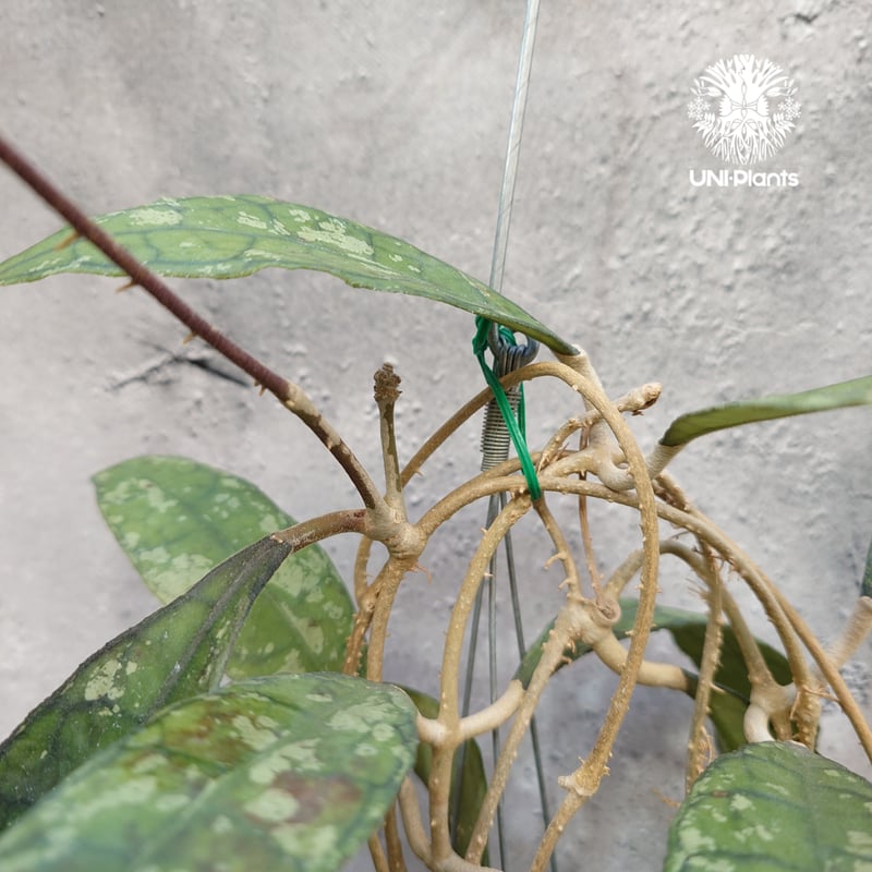 Hoya finlaysonii black leaves splash 希少 ホヤ フィレン