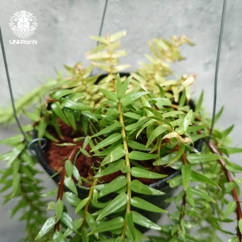 Huperzia spp. フペルジア Phlegmariurus (フレグマリウルス)