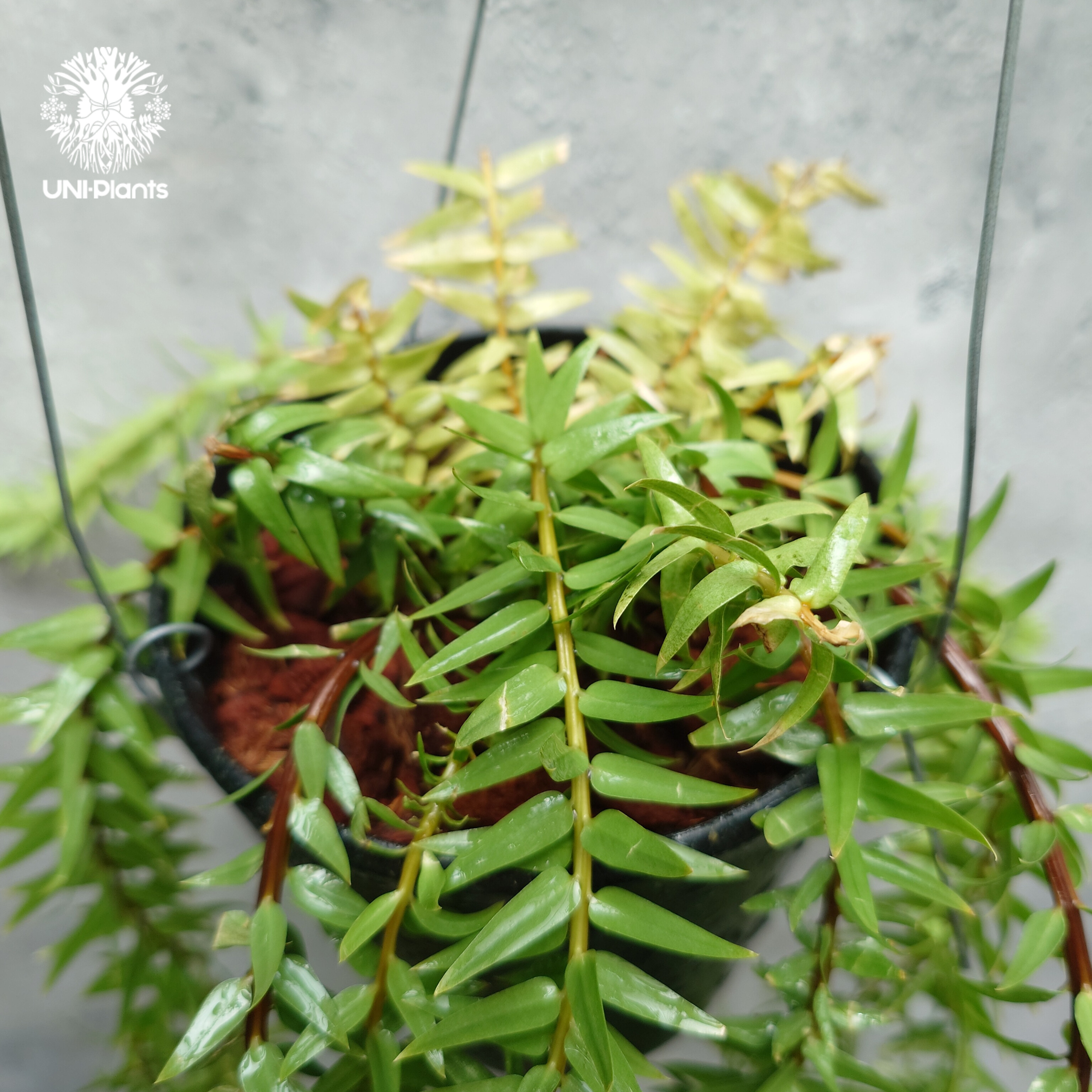 Huperzia spp. フペルジア Phlegmariurus (フレグマリウルス)