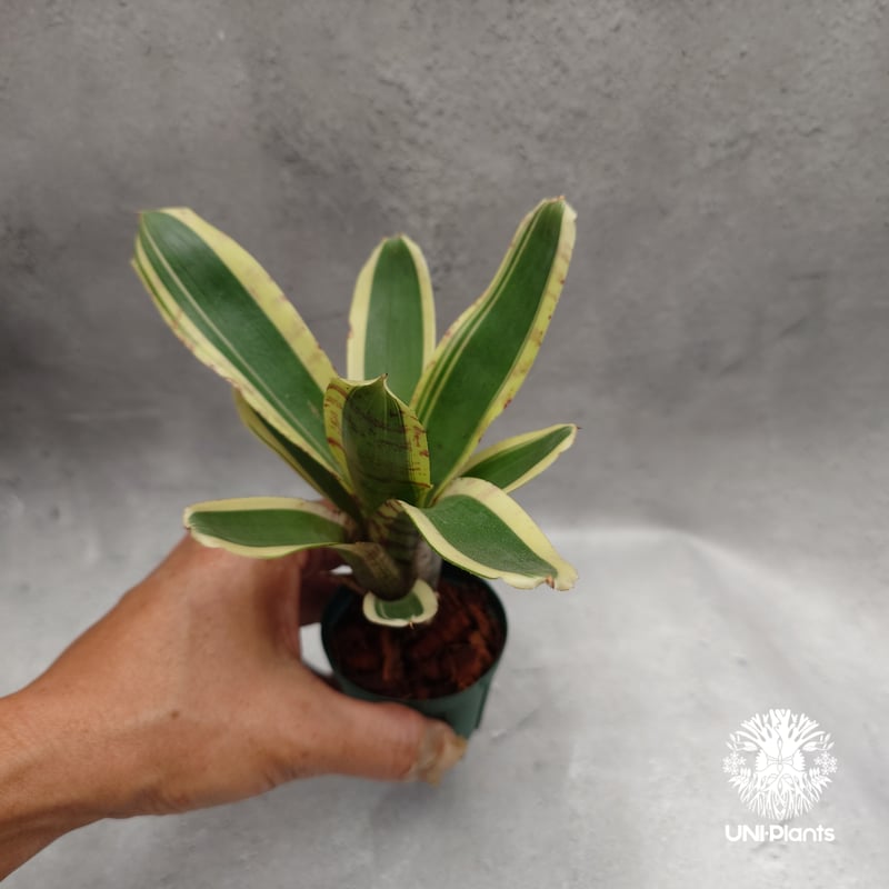 Neoregelia Hello Kitty ネオレゲリア ハローキティ Neoregelia