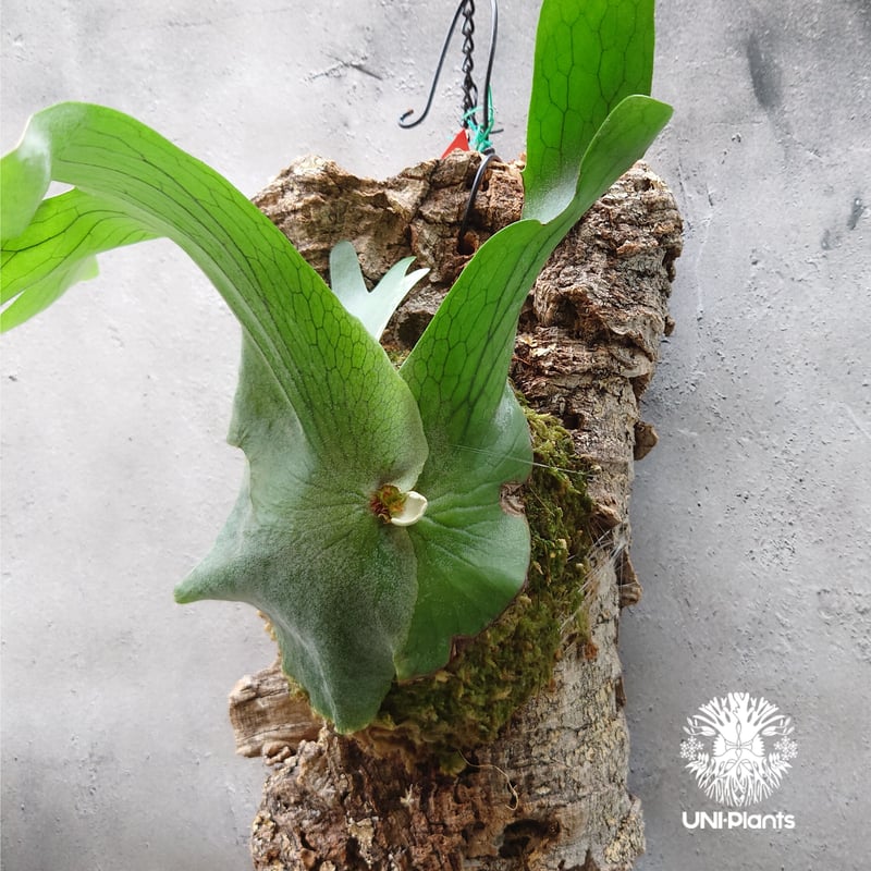 ビカクシダ ホルタミー P. Holttumii 植物 花 コウモリラン