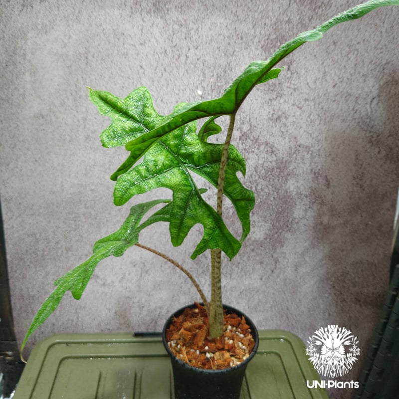 Alocasia jacklyn アロカシア ジャクリン アロカシアジャックリン 観葉