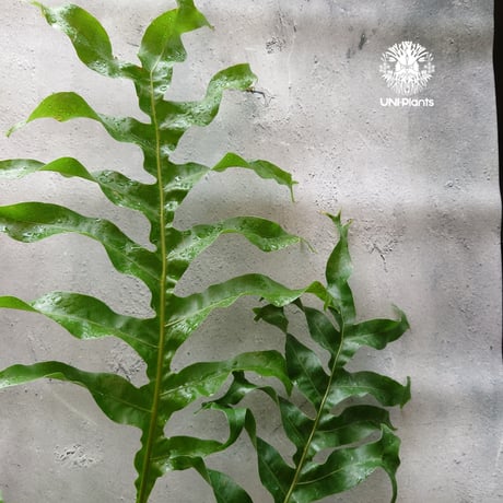 初入荷! Drynaria bonii wild ドリナリア·ボニー タイ産山採り株 観葉植物 珍奇植物  着生植物 インテリア植物 珍しい シダ植物