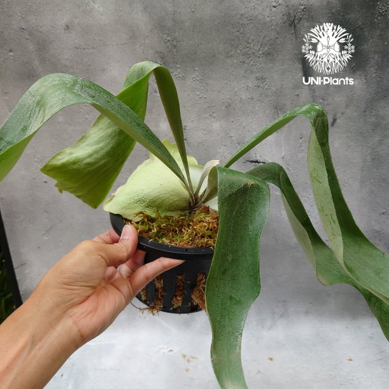 Platycerium Hanabi ビカクシダ コウモリラン platycerium sta