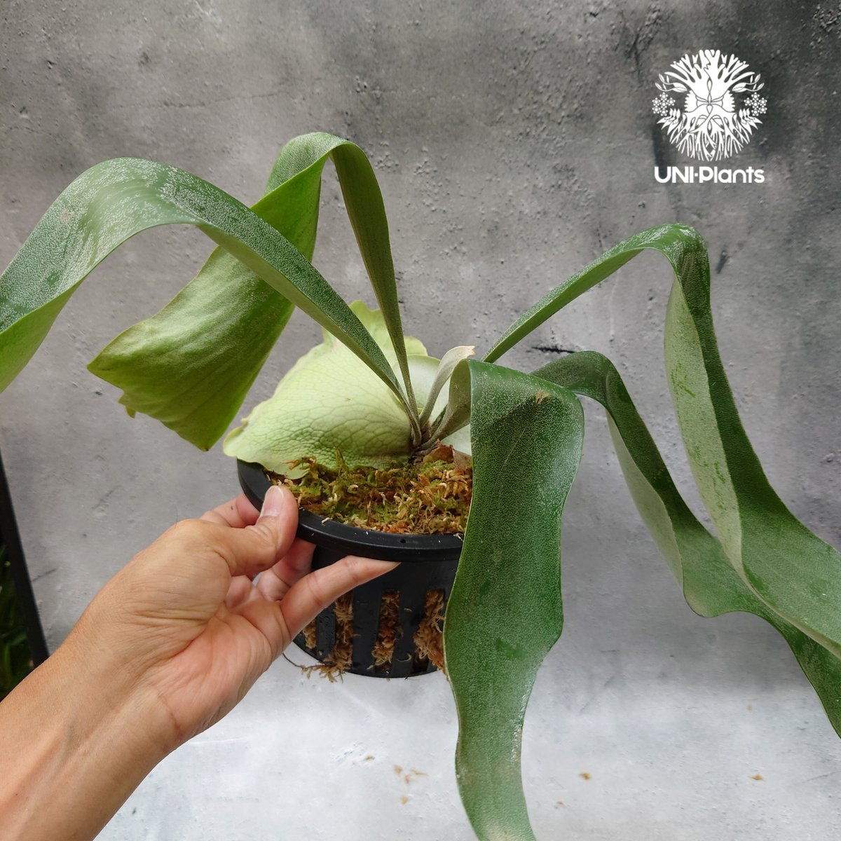 p. Virgo Stellar Stream ビカクシダplatycerium