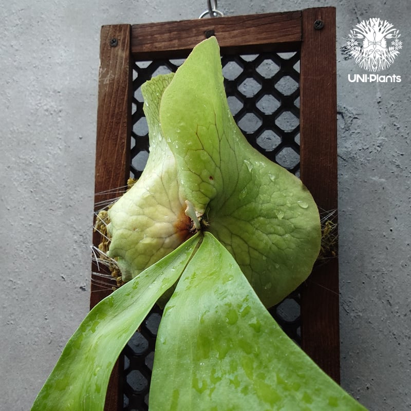 ビカクシダ アルテミス Platycerium Artemis (Alcicorne x Qu