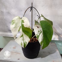 【国内繁殖株・一点物】Monstera borsigiana  'Albo'｜モンステラ・ボルシギアナ・ アルボ | 希少種 | モンステラ | Monstera | 斑入り植物