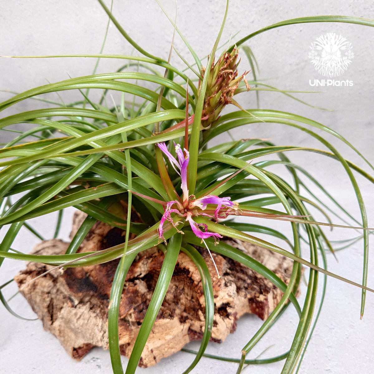 Tillandsia brachycaulos x concolor チランジア・ブラキカウロ
