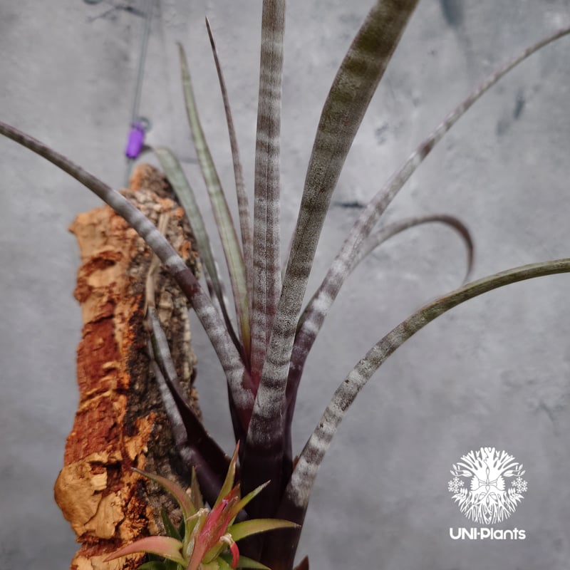Tillandsia ヒルタ Tillandsia hildae チランジア ヒルダエ インテリア植物 エアー