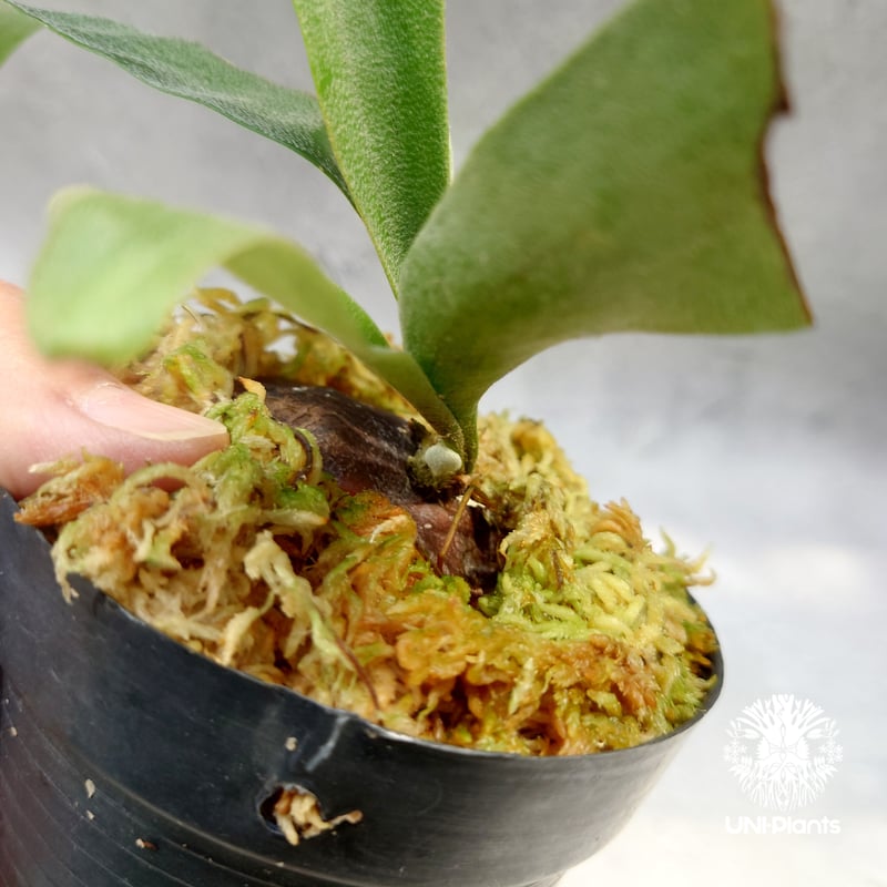 Platycerium Summer Breeze (P.Lemoinei x P.Bicor