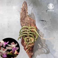 【タイ直輸入・着生ラン】Cleisostoma arietinum |  クレイソストマ・アリエティナム |  Orchid｜着生ラン｜着生蘭